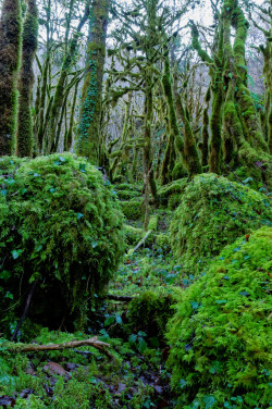 wanderthewood:  La Gourgue d'Asque, Hautes-Pyrénées,