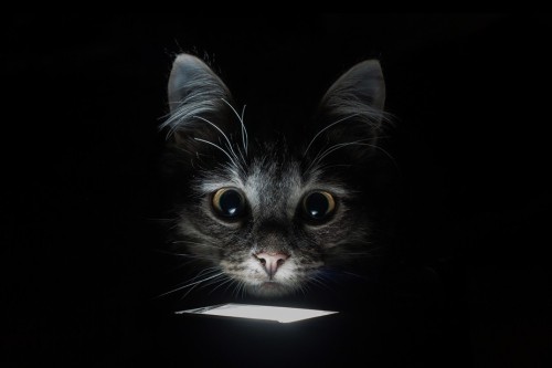 (via Jane Klass)