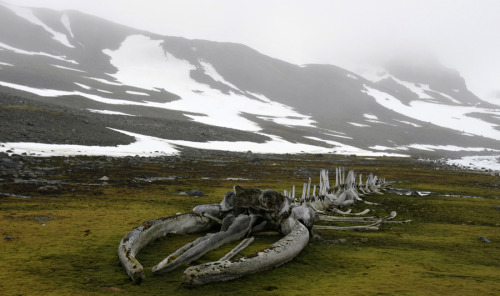 mountainish:A whale fossil is seen near Brazil’s Commandante Ferraz Antarctic Station, located