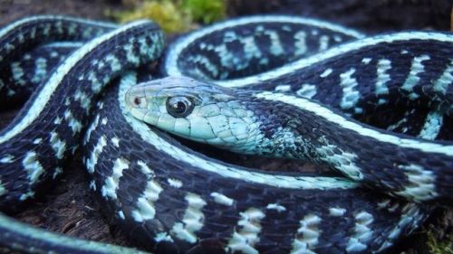 laysomeskinontheskatkat:  Puget Sound Garter Snake, is best known for it’s distinct bright blue scales. 