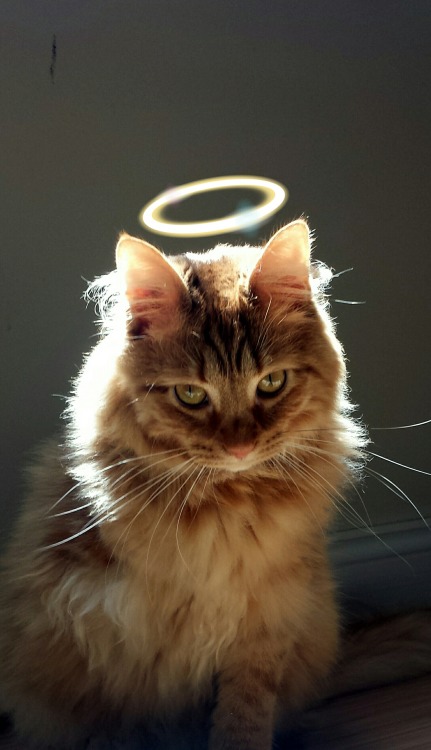 wallacelovesyou:wallacelovesyou:Accurate. #TBT angelic kitten Wallace