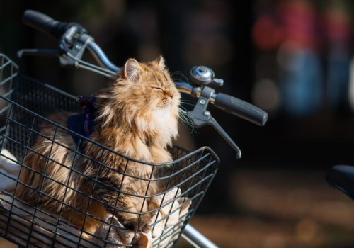 catsuggest:aboute her: had a six figure job in the city but life just did not feel meaningeful. she 