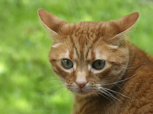 mischiefandmay: The rare bunny tabby          ORPreparing for takeoff