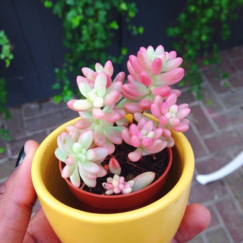 stayy0ungandwild:  alunafleur:  💕✨ my new succulent looks like it’s made out of dip-dyed jelly beans ✨💕  it’s so cute!