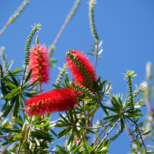  Callistemon or bottle brush tree in FLorida