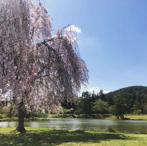 ＼おにわさん更新情報／ ‪[ 岩手県平泉町 ] 観自在王院跡庭園 Kanjizaio-in Garden, Hiraizumi, Iwate の写真・記事を更新しました。 ――隣接する毛越寺庭園と同様