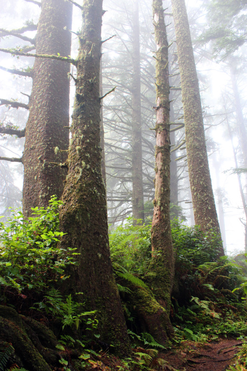 bright-witch:Pacific Northwest photography © Michelle NicoleMy Blog // My FlickrPlease do not r