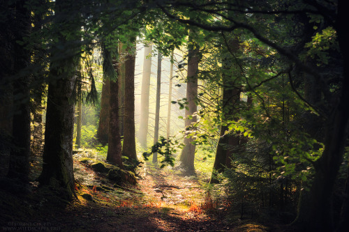 ksorra:Morning Enchantment by Florent Courty