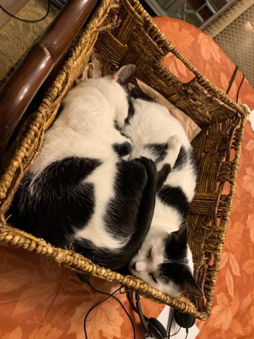 thecolossalennui: The boys asleep in a basket via /r/Bondedpairs https://ift.tt/wcZrytY