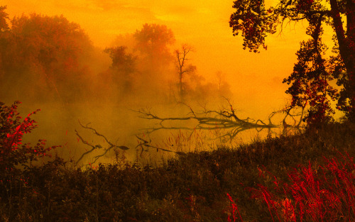 matthewlacroix:This is a fallen tree in a body of fog-covered water.