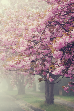 tulipnight:  Untitled by Jenny 