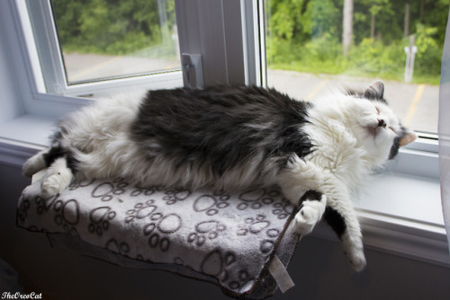 theoreocat:In 2018, Oreo showed us the fluff.