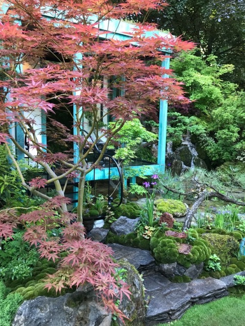 jillraggett:Plant of the DayMonday 29 May 2017At the Royal Horticultural Society Chelsea Show this J