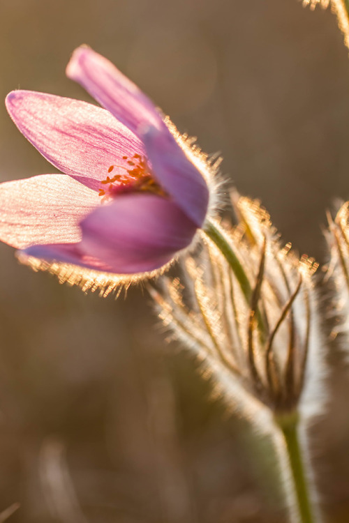 pulsatilla