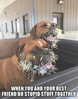 Best Dog Memes(Or Anything Else That Has