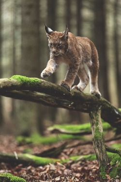 kingxen:  ikwt: Lynx (Jiří Míchal) | ikwt http://ift.tt/1AVuzuq 