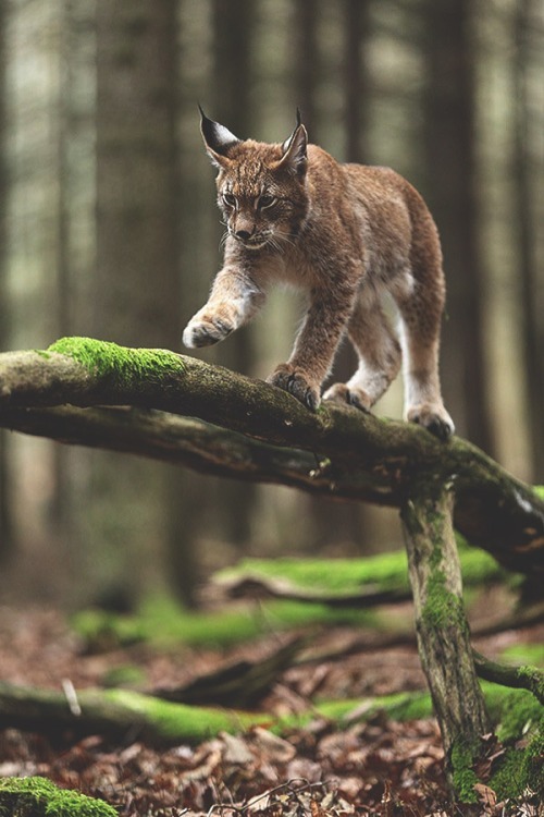 kingxen:  ikwt: Lynx (Jiří Míchal) | ikwt http://ift.tt/1AVuzuq 