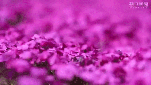 sizvideos:Husband spent two years planting flowers for his blind wife to smell - Full video
