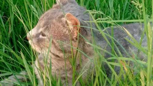 cottagecored: my cat likes the grass!