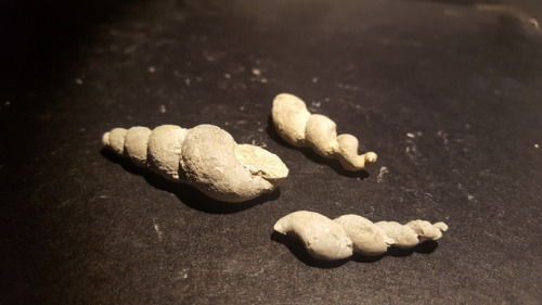 silurfilur:Some Loxonema gastropod shells found in an old quarry in Valleviken, Gotland, Sweden.The 