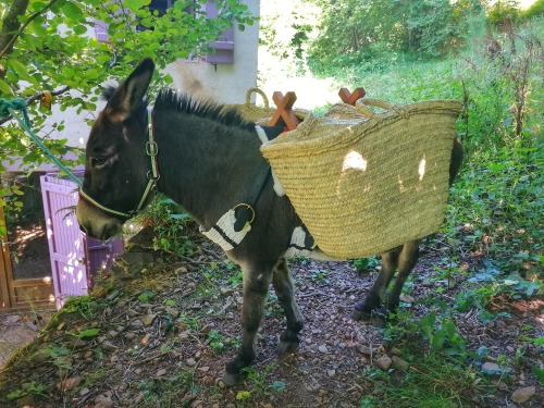 I'm Happy To Announce That This Month I Was Finally Able To Buy Pirlouit A Proper Packsaddle! Doesn't