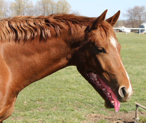 psshaw:whypolar:@psshaw #how does this make you feel #better or worse than real horses?If horses looked like this, I’d r