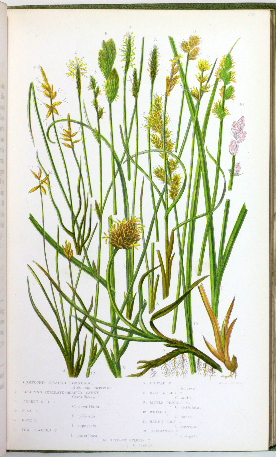 michaelmoonsbookshop:  The British Grasses and SedgesAnne PrattLondon Society for