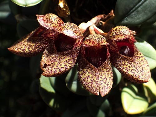 orchid-a-day:Bulbophyllum frostiiSyn.: Cirrhopetalum
