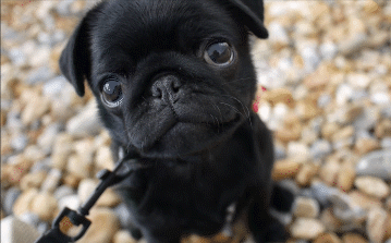 Awww little pug puppies I so want to get another pug so cute even when they are grown