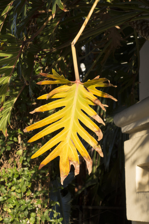 Broken Leaf - Los Angeles