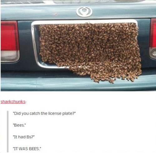 itsstuckyinmyhead: Bees and Tumblr