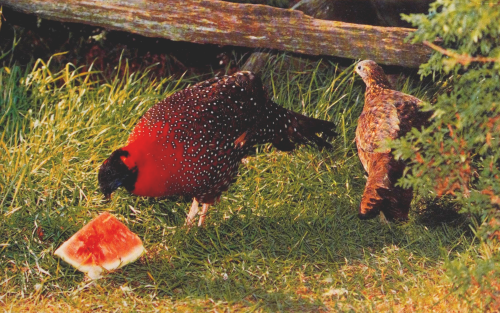 Satyr TragopansBy: Gary RobbinsFrom: Pheasants Of The World1993