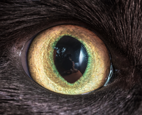 catsbeaversandducks: Cat Eyes Photos by ©The Great Went Pet Photography