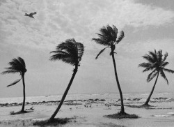 blejz:L’Herbier Monstrueux : François Le Diascorn, Palmiers, Key West, Floride, 1983