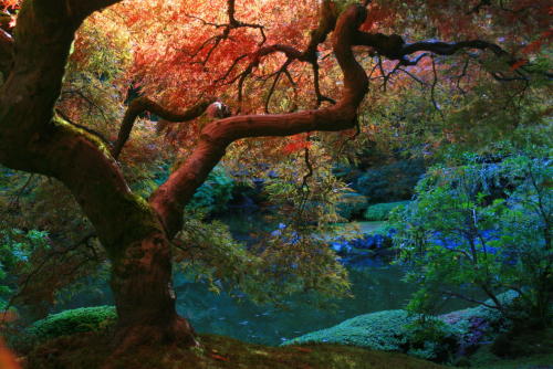 holdingmysides:  “Japanese Maple in Autumn” - the Japanese Garden, Portland [2048x1367][OS] photo by Laura Bellamy Earn money online: http://ift.tt/1b4yTKi