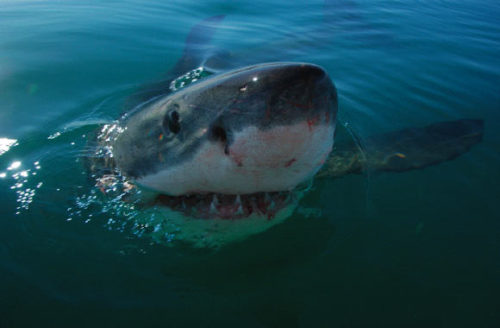 griseus:EXTREME LONGEVITY IN GREAT WHITE SHARKS IS A REALITYSharks are long-lived animals that grow 