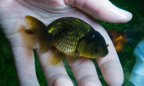 Some of my female Ranchu :)