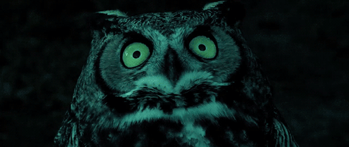 autremondeimagination:  BUHO
