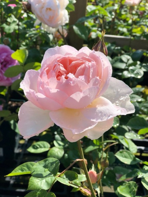 lava-lea:Went to the garden centre to get some plants for outside and look how pretty these freshly 