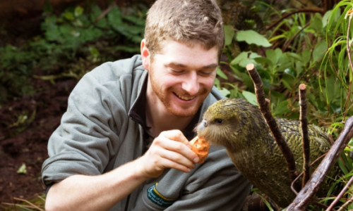 nature-and-biodiversity: The Kakapo (Strigops habroptilus) is one of the world’s most endanger