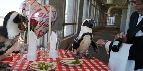 cheeto-bandito: fat-birds: ginkuma: jessamygriffin: tastefullyoffensive: African black-footed pengui