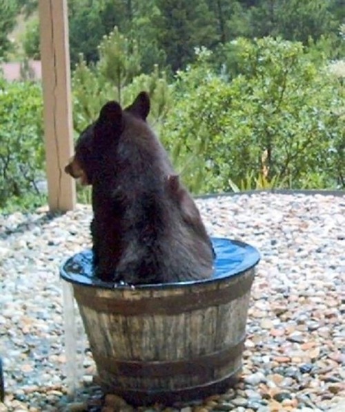 tamorapierce:Bears.  Always abscondulatin’ with your water.