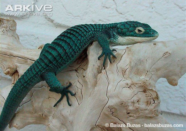 i just discovered abronia lizards