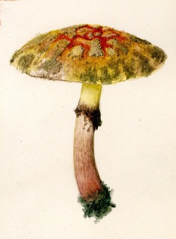 design-is-fine:  L.C.C. Krieger, Boletus pictus, 1889. Drawing. USA. Via Harvard Library Herbaria. 