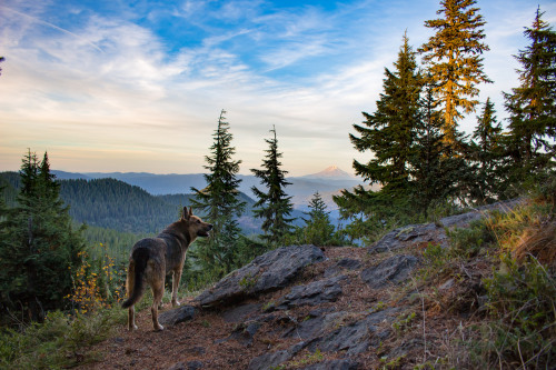 magdaliciate: Bull of the Woods Wilderness, Oregon Full Album: flic.kr/s/aHskmUar4j