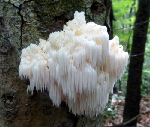 coolthingoftheday:Because you guys liked my last mushroom/fungus post.1. Lion’s mane mushroom2. Gold