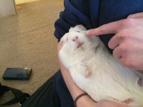 teacupsandpans:Boooooop the Bianca