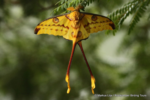 creatures-alive:Comet Moth by markus lilje