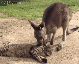 For animated GIFs — Cat annoyed by well-meaning kangaroo