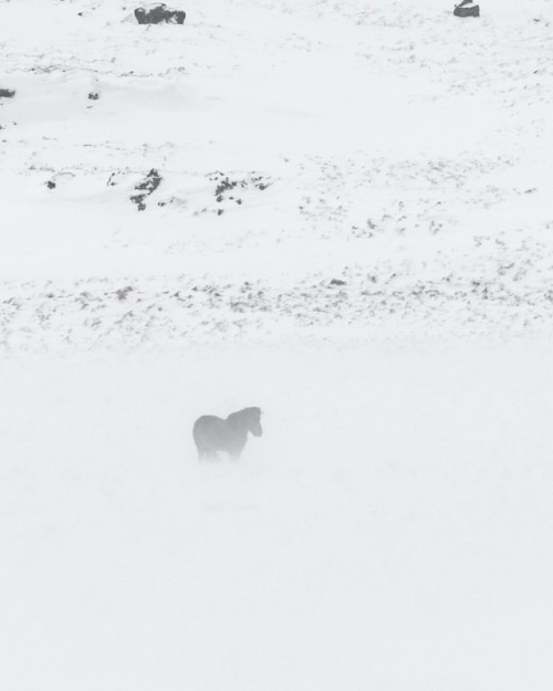This Icelandic Horse through a thick ground fog was followed by a brutal wind storm. Gotta love Craz